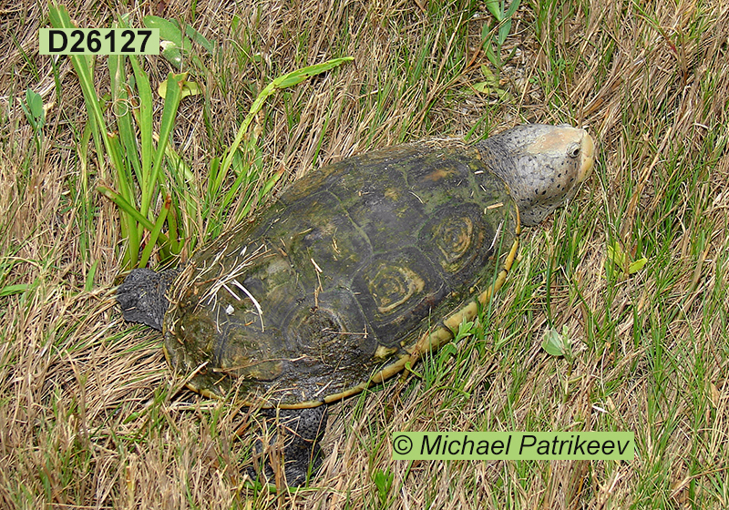 Malaclemys terrapin (Diamondback Terrapin)